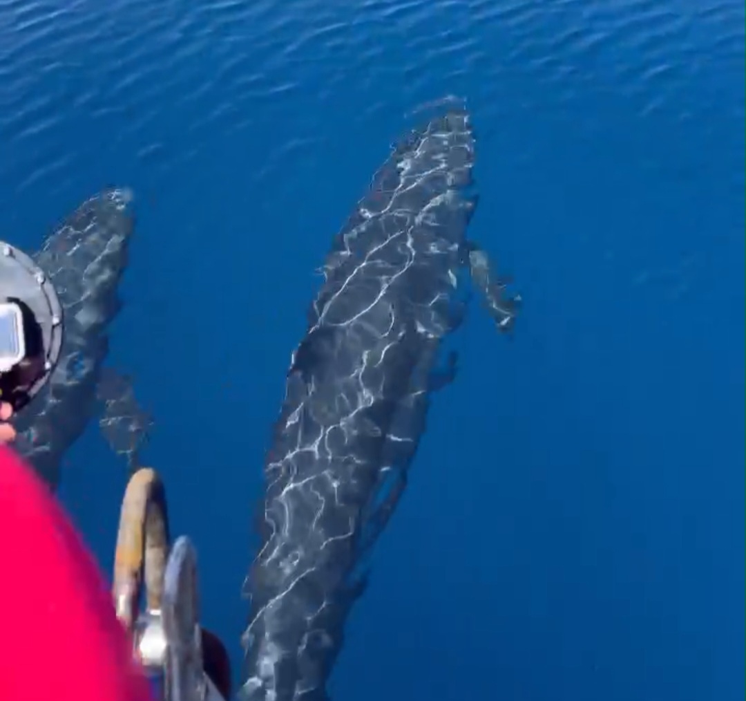 Đàn cá voi cả trăm con tung mình giữa biển Phú Quý gây thích thú - Ảnh 1.