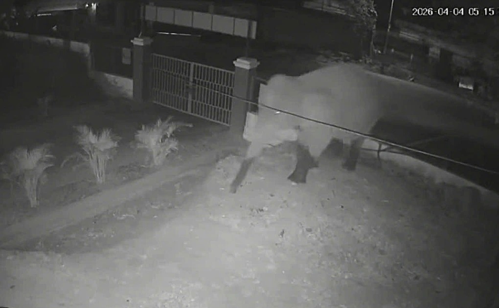 VIDEO: Voi rừng đi dạo trên quốc lộ, phá rào vào trường học - Ảnh 1.