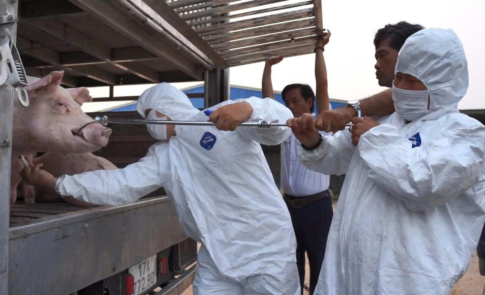 Phát hiện xe ô tô chở 100 con heo nhiễm dịch tả heo châu Phi - Ảnh 1. Phát hiện xe ô tô chở 100 con heo nhiễm dịch tả heo châu Phi - Ảnh 1.