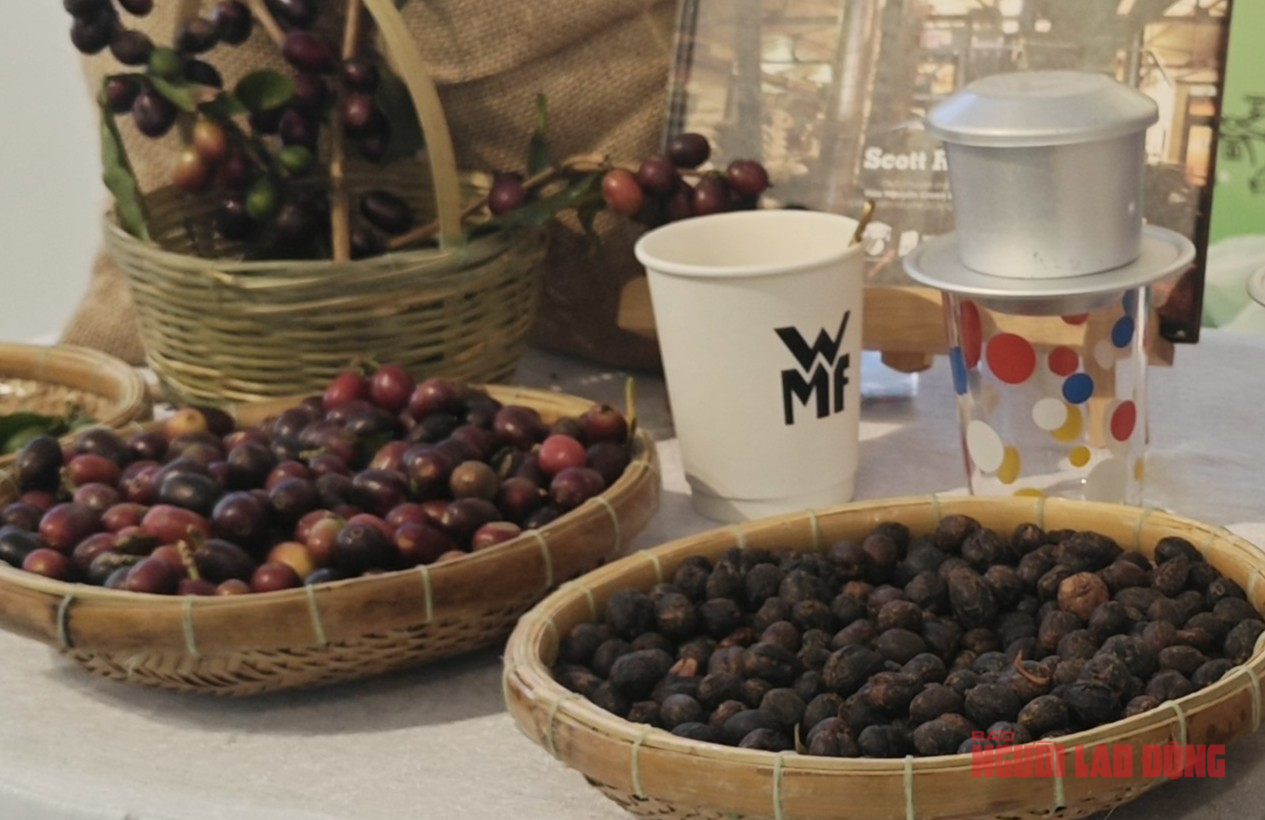 Gi&aacute; c&agrave; ph&ecirc; h&ocirc;m nay 7-4: Arabica nh&iacute;ch l&ecirc;n, 20% v&ugrave;ng trồng c&oacute; nguy cơ kh&ocirc;ng ph&ugrave; hợp - Ảnh 1.
