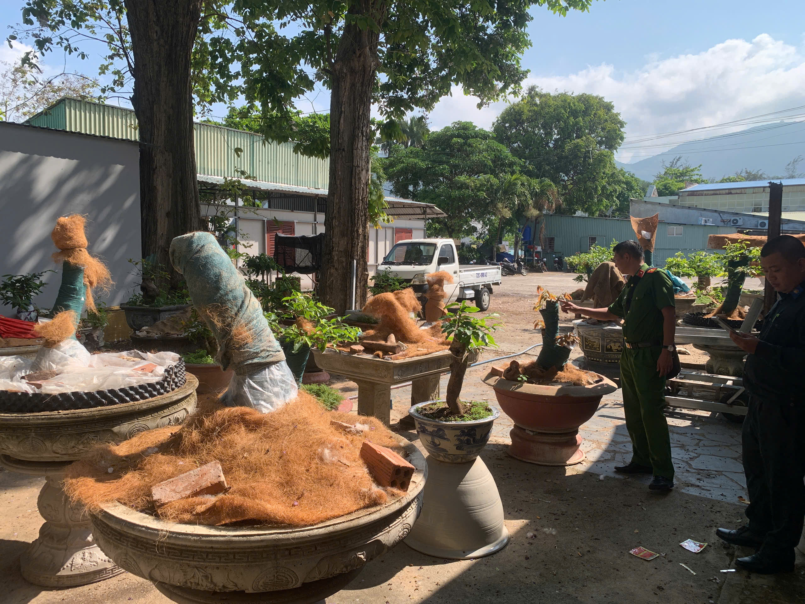 Phạt tiền và tịch thu 42 cây mai vàng không rõ nguồn gốc tại Côn Đảo - Ảnh 1.