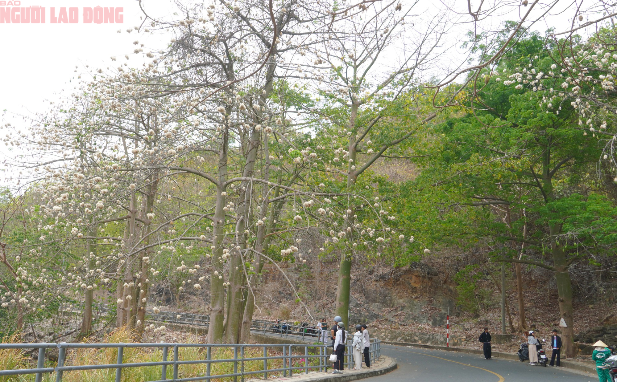 Bông gòn nở rộ "gây sốt", hút khách ở Vũng Tàu - Ảnh 1.