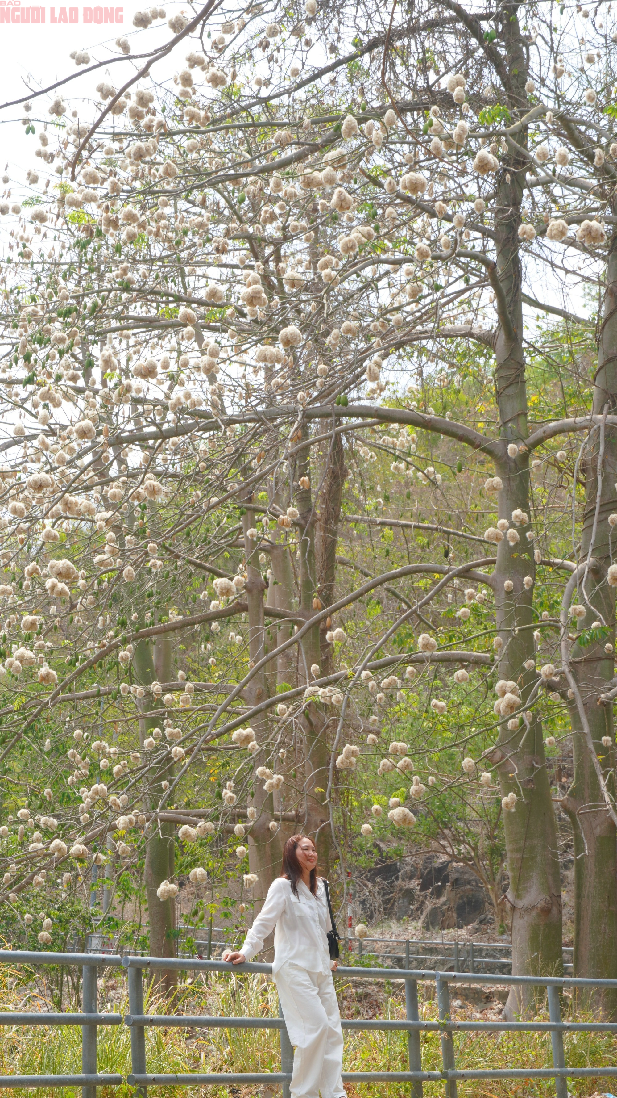 Bông gòn nở rộ "gây sốt", hút khách ở Vũng Tàu - Ảnh 2.