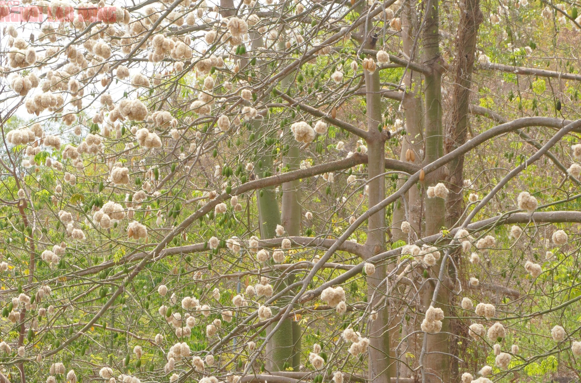 Bông gòn nở rộ "gây sốt", hút khách ở Vũng Tàu - Ảnh 4.