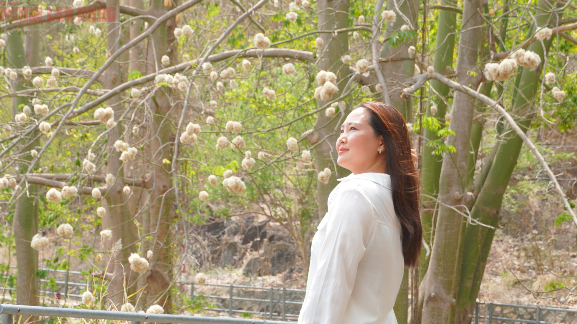 Bông gòn nở rộ "gây sốt", hút khách ở Vũng Tàu - Ảnh 5.