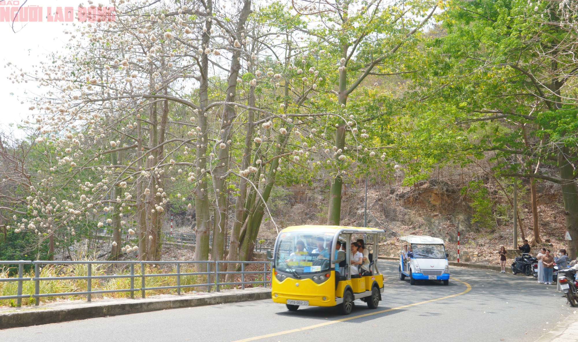 Bông gòn nở rộ "gây sốt", hút khách ở Vũng Tàu - Ảnh 6.