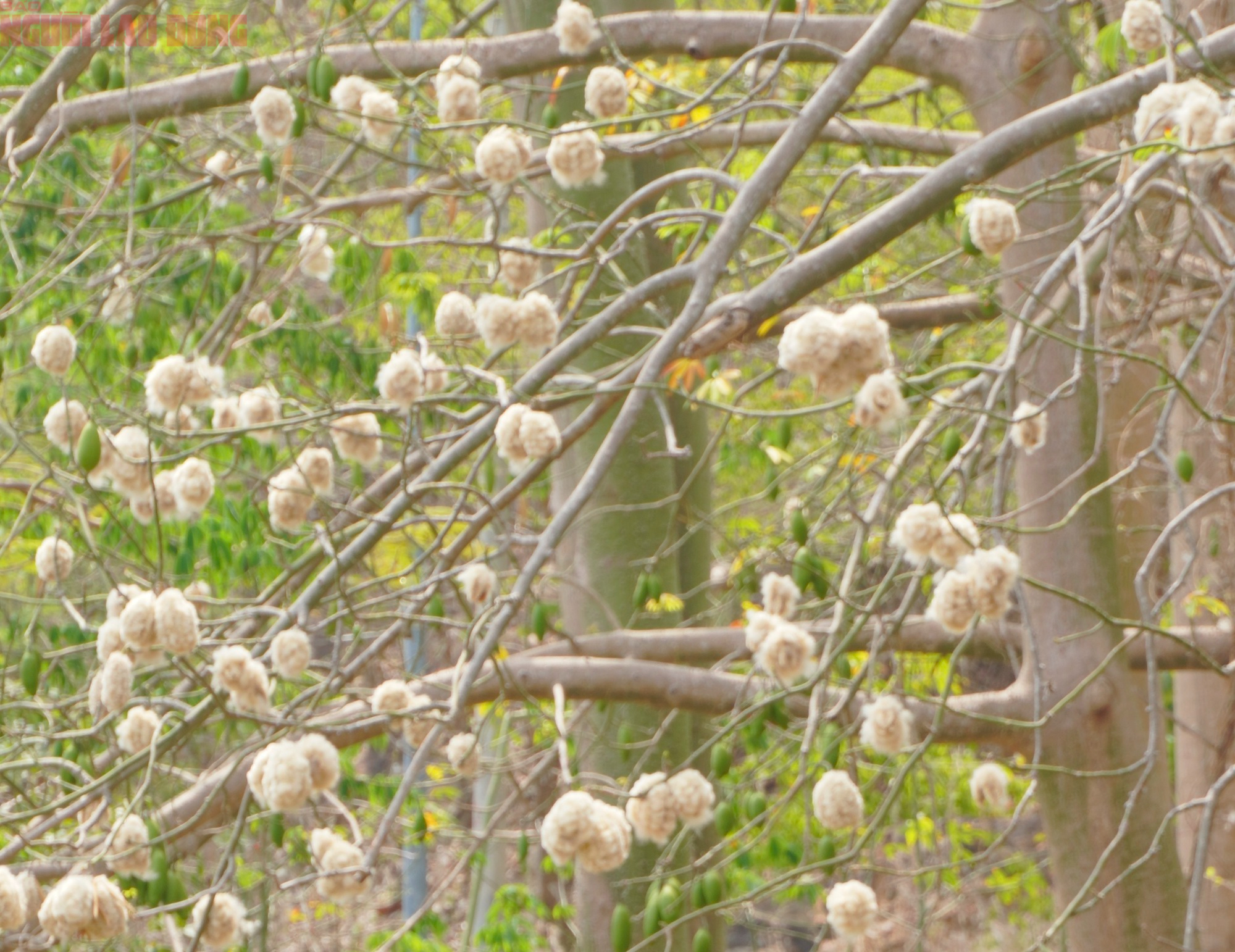 Bông gòn nở rộ "gây sốt", hút khách ở Vũng Tàu - Ảnh 8.