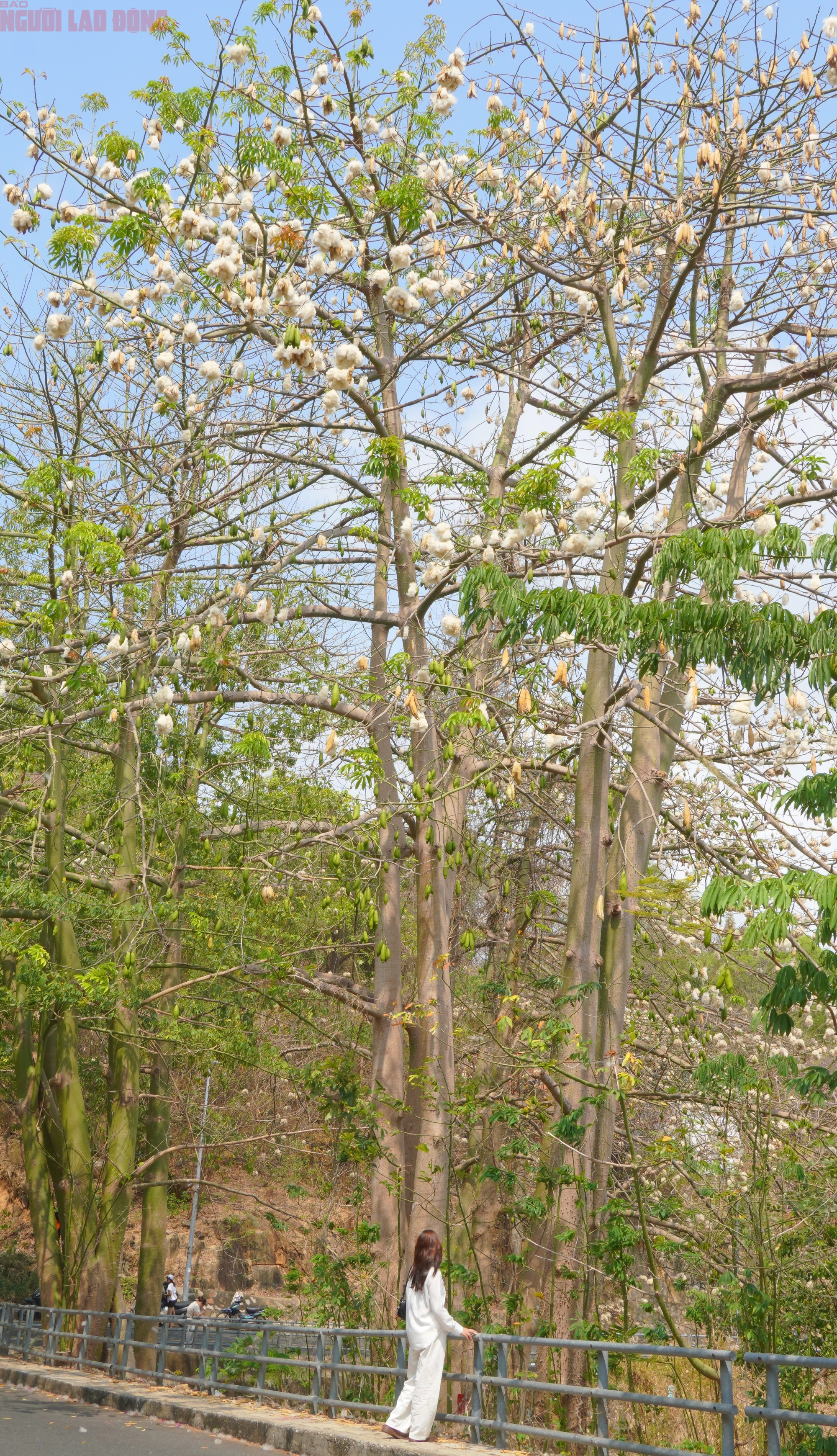 Bông gòn nở rộ "gây sốt", hút khách ở Vũng Tàu - Ảnh 9.
