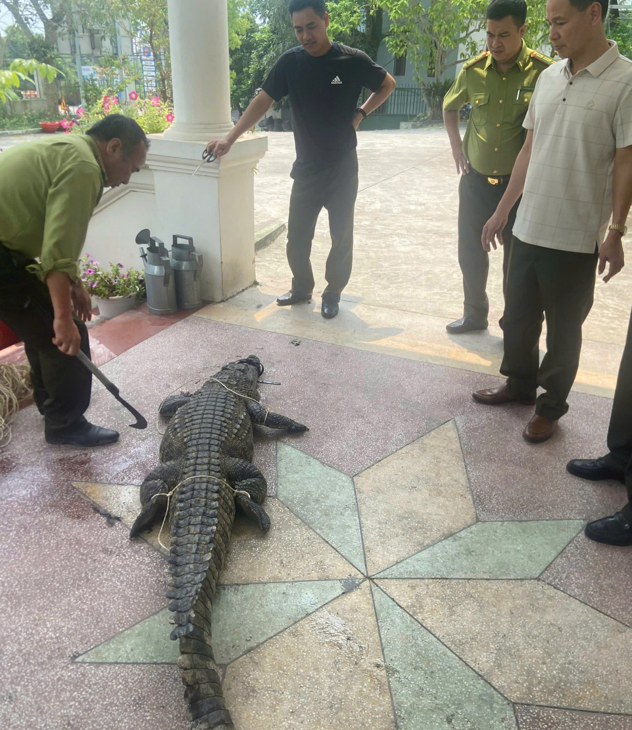 Bắt giữ cá sấu nước ngọt nguy hiểm tại Đường Hoa , 2026 - Ảnh 2.