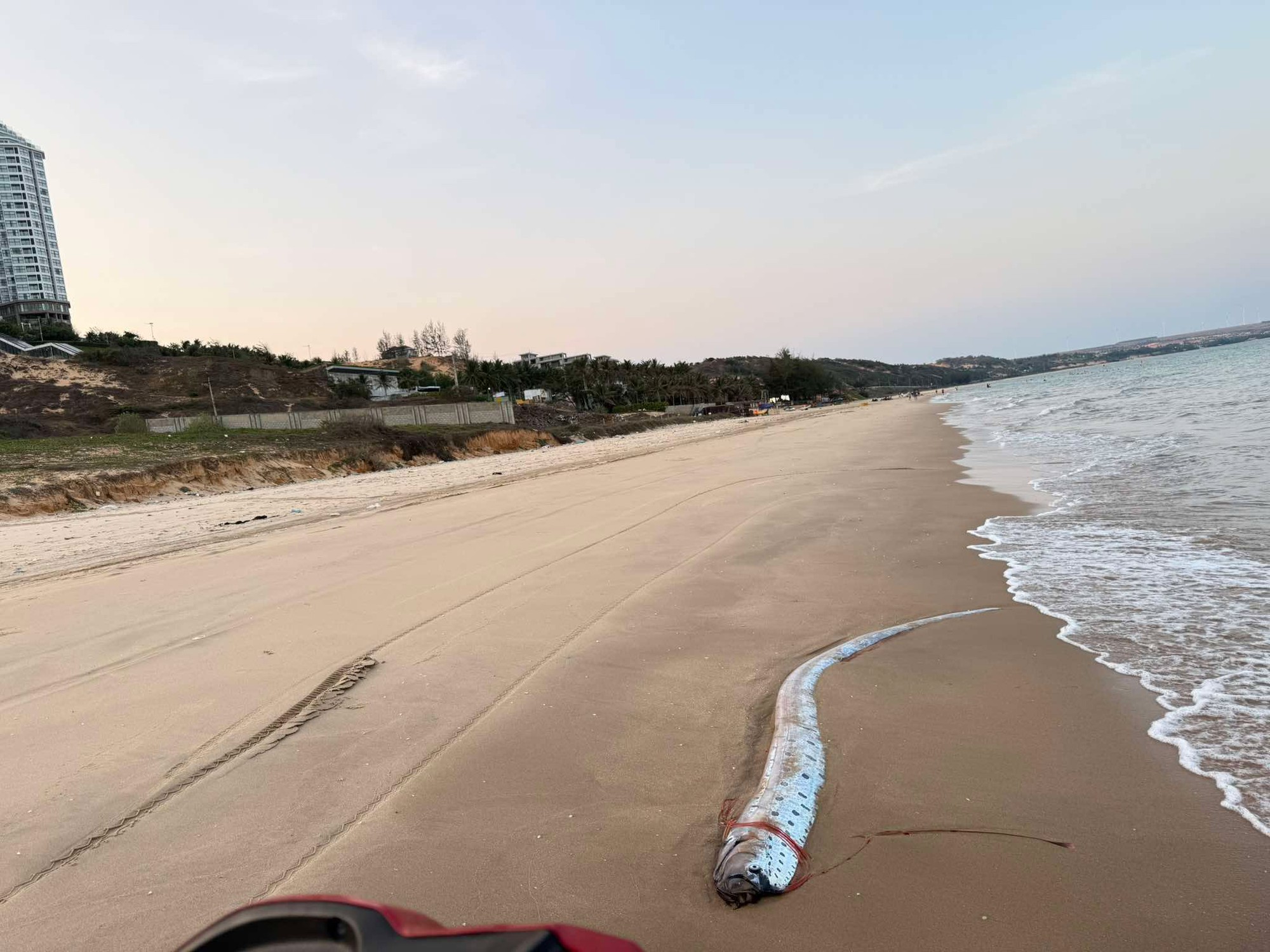 Lâm Đồng: Thêm cá mái chèo dài 3,5 m dạt vào bờ biển Mũi Né - Ảnh 1.