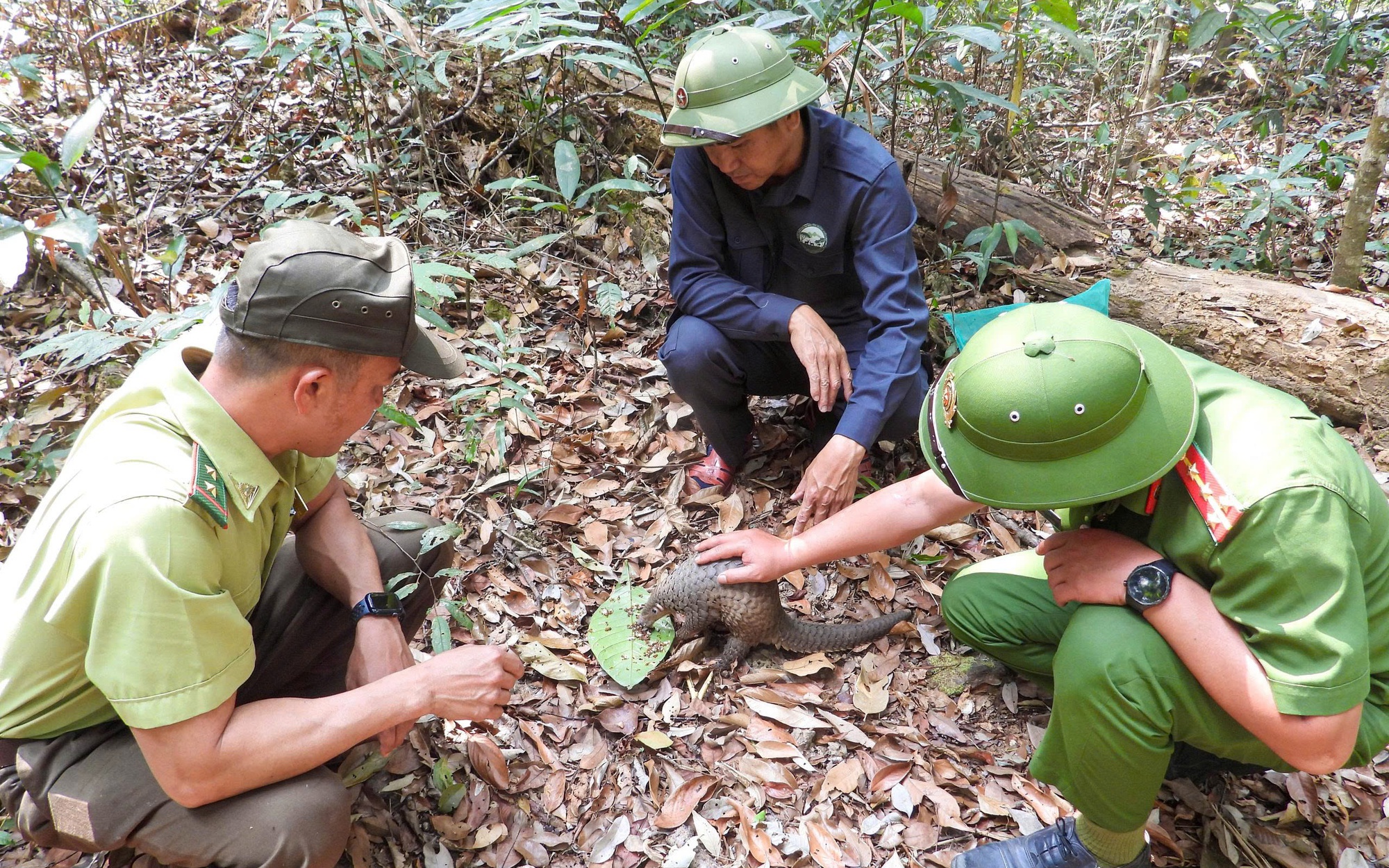 Thả rắn hổ mang ch&uacute;a 3 m&eacute;t về rừng: C&acirc;u chuyện bảo tồn động vật q&uacute;y hiếm - Ảnh 2.
