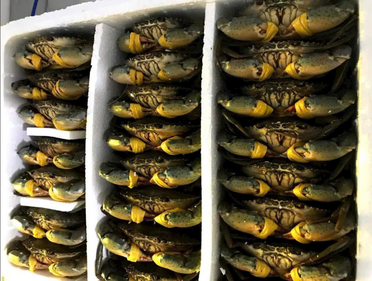Cua biển Cà Mau tăng hơn 100.000 đồng/kg dịp lễ 30-4 và 1-5 - Ảnh 1.