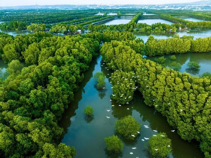 Xác định “đàn chim lạ” ở đầm Thị Nại là loài quý hiếm - Ảnh 2.