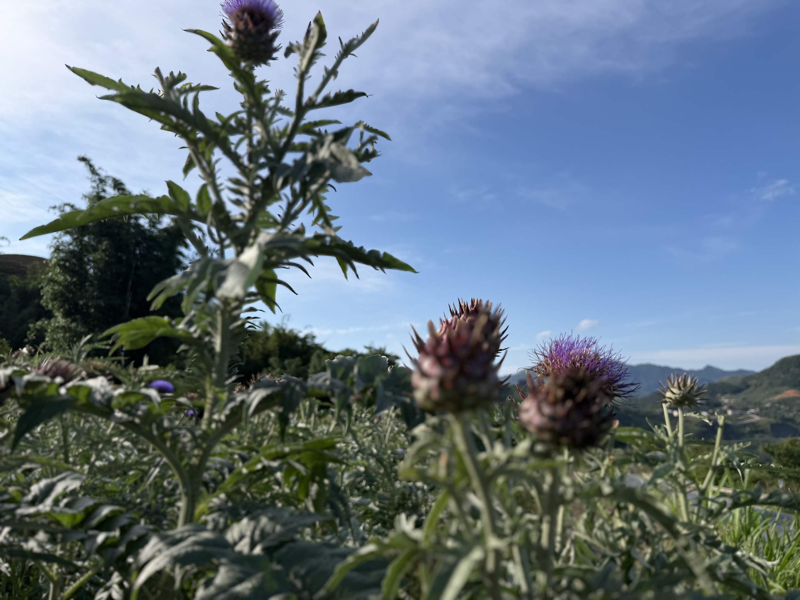 Dược liệu Việt Nam tìm đường thành ngành kinh tế mũi nhọn - Ảnh 19.