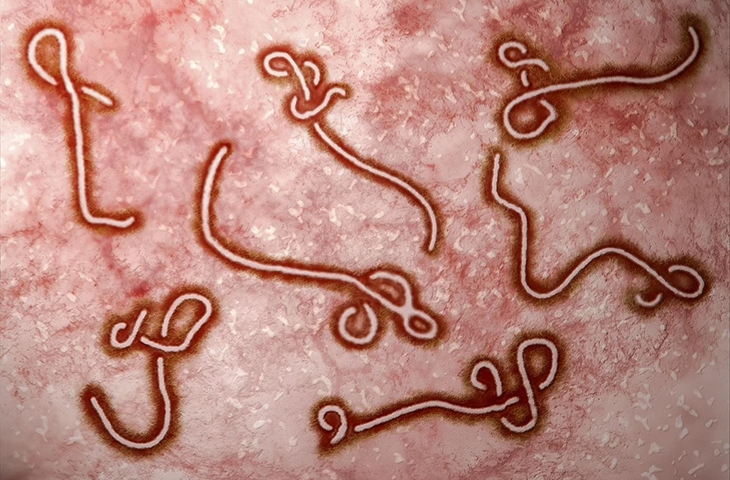 WHO nâng mức cảnh báo dịch Ebola lên khẩn cấp, Bộ Y tế lên tiếng - Ảnh 1.