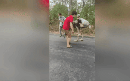 Ti&ecirc;u hủy 10 con đ&agrave; điểu rơi từ xe tải xuống đường ở T&acirc;y Ninh - Ảnh 4.