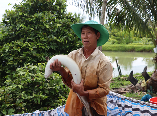 Thu nhập tiền tỉ từ m&ocirc; h&igrave;nh nu&ocirc;i c&aacute; ch&igrave;nh - Ảnh 1.