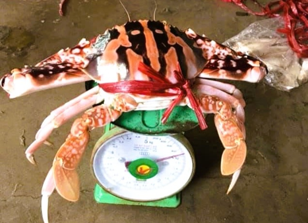 Ghẹ đỏ là hải sản gì mà có giá tới 1,7 triệu đồng/kg ở Sầm Sơn - Ảnh 1.