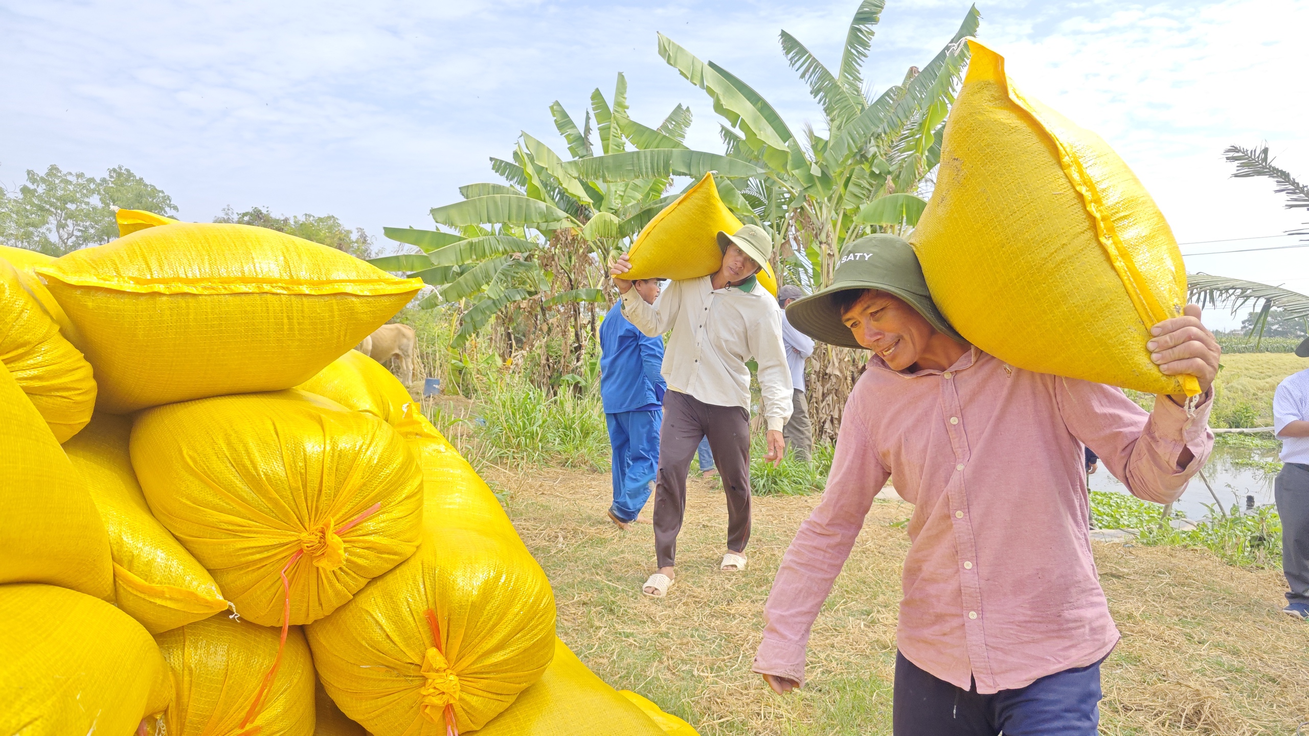 Lý do Việt Nam nhập khẩu lúa gạo đứng thứ 2 thế giới - Ảnh 1.