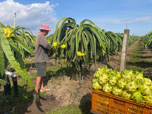 Nâng tầm thương hiệu thanh long - Ảnh 1. Nâng tầm thương hiệu thanh long - Ảnh 1.