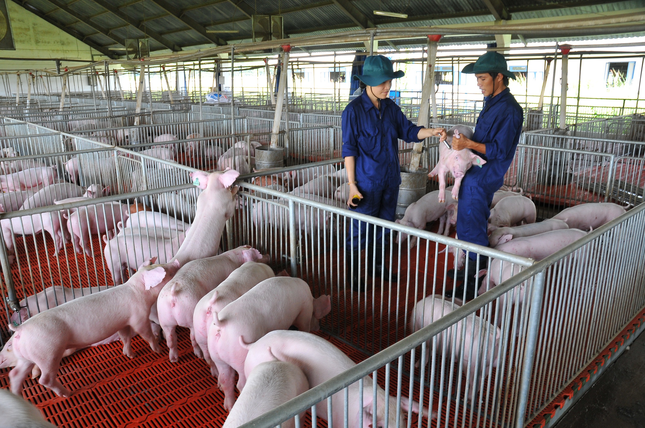 Giá heo hơi hôm nay, 21-5: Có biến động ở hai đầu vùng miền - Ảnh 1.
