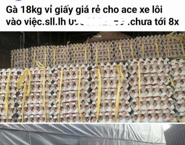 Trứng g&agrave; cận date ph&aacute; thị trường, chủ trang trại lỗ tiền tỉ  - Ảnh 1.