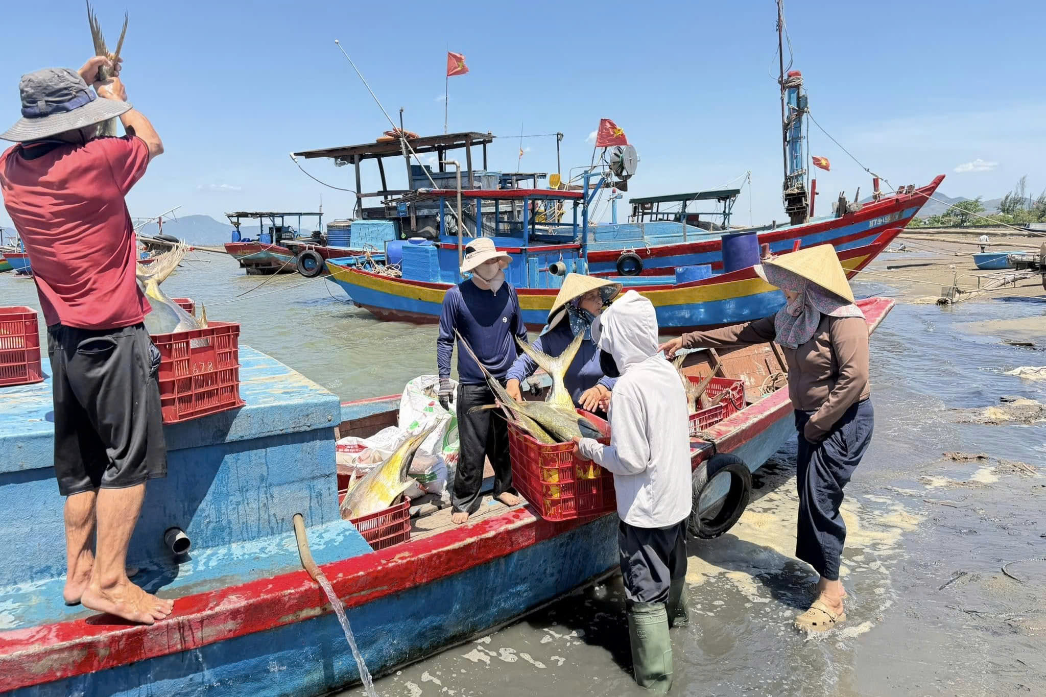 Ngư dân phấn khởi khi trúng đậm “lộc biển” - Ảnh 1.