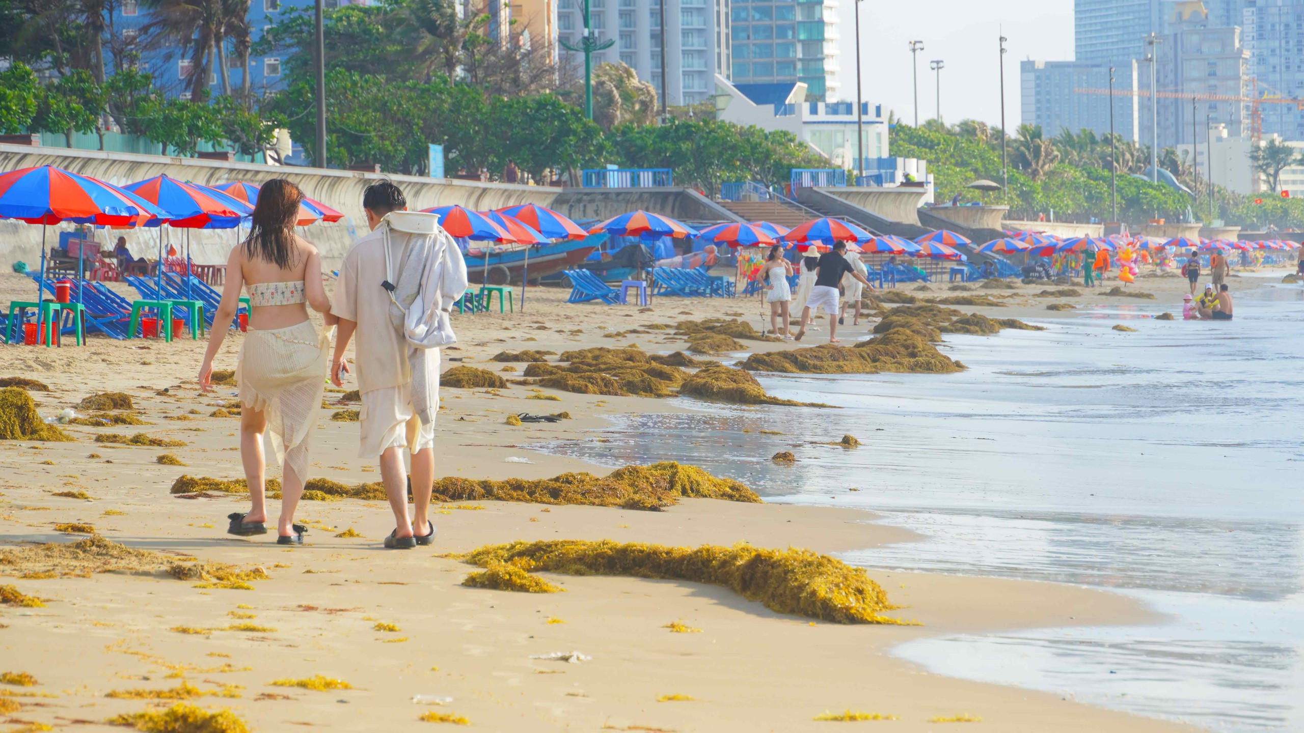 Rong nho phủ k&iacute;n B&atilde;i Sau, người d&acirc;n Vũng T&agrave;u tranh thủ nhặt về - Ảnh 9.