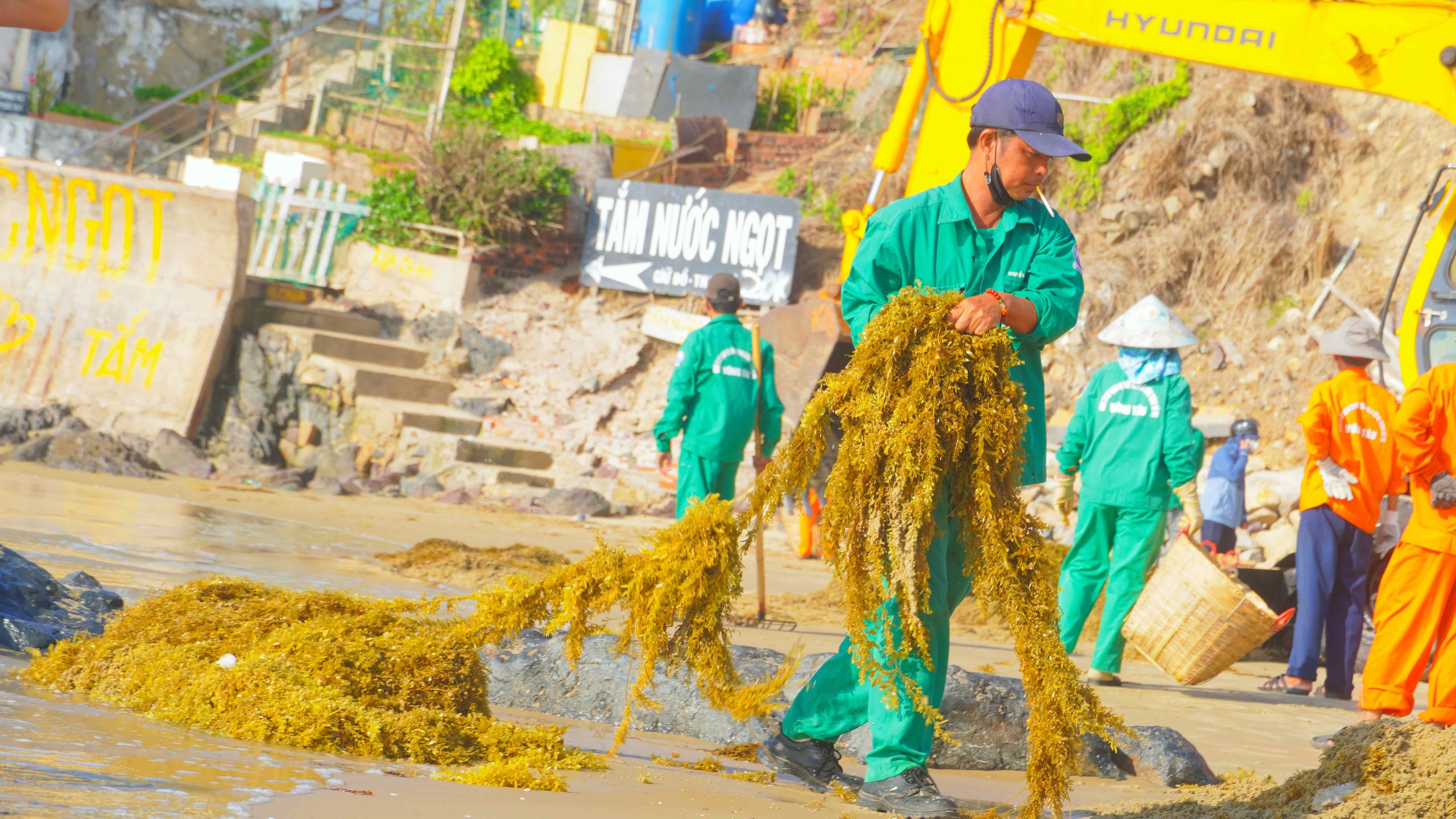 Rong nho phủ k&iacute;n B&atilde;i Sau, người d&acirc;n Vũng T&agrave;u tranh thủ nhặt về - Ảnh 6.
