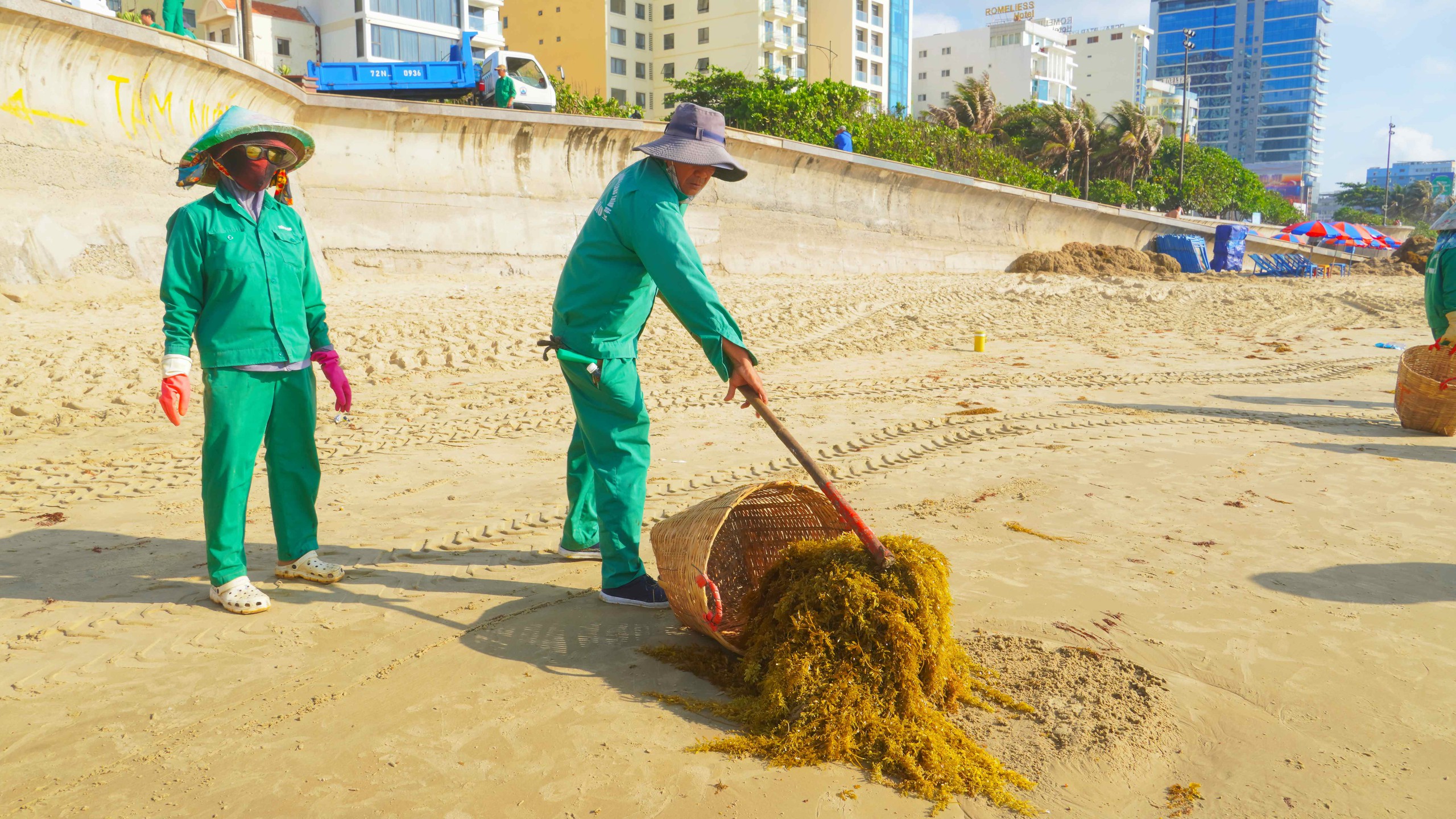 Rong nho phủ k&iacute;n B&atilde;i Sau, người d&acirc;n Vũng T&agrave;u tranh thủ nhặt về - Ảnh 8.