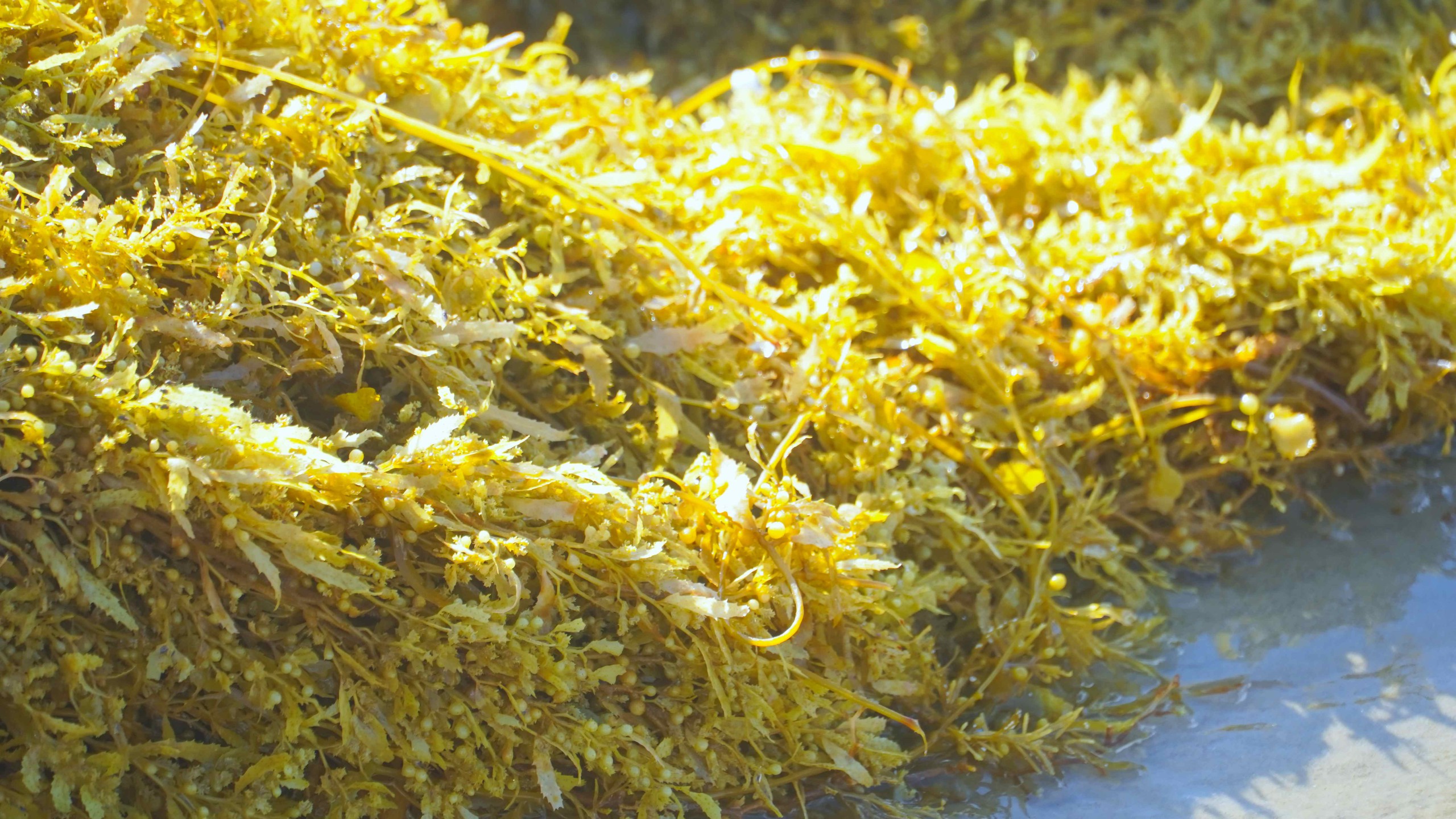 Rong nho phủ k&iacute;n B&atilde;i Sau, người d&acirc;n Vũng T&agrave;u tranh thủ nhặt về - Ảnh 5.