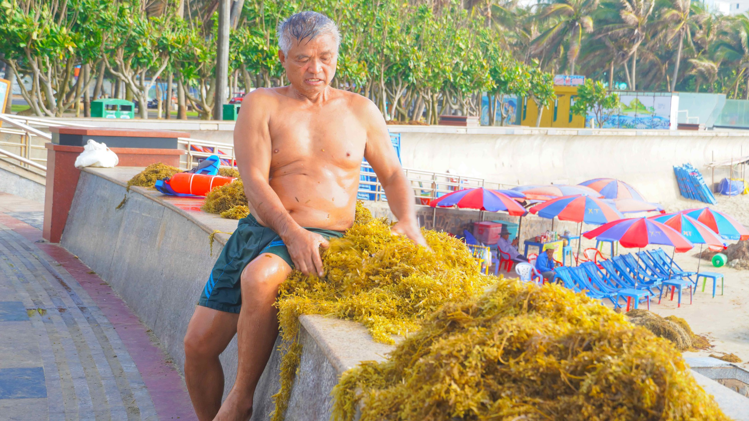 Rong nho phủ k&iacute;n B&atilde;i Sau, người d&acirc;n Vũng T&agrave;u tranh thủ nhặt về - Ảnh 3.