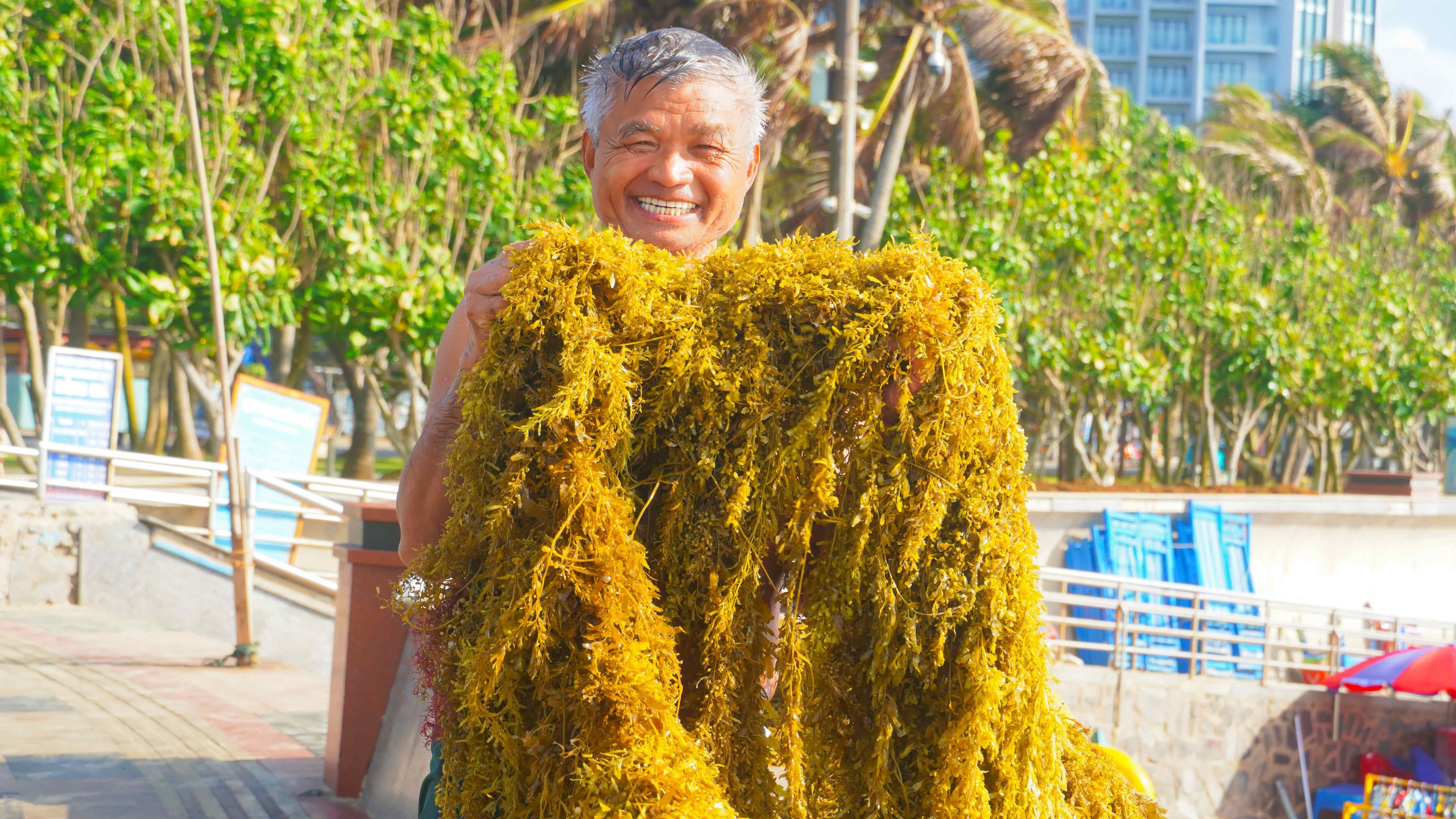 Rong nho phủ k&iacute;n B&atilde;i Sau, người d&acirc;n Vũng T&agrave;u tranh thủ nhặt về - Ảnh 4.