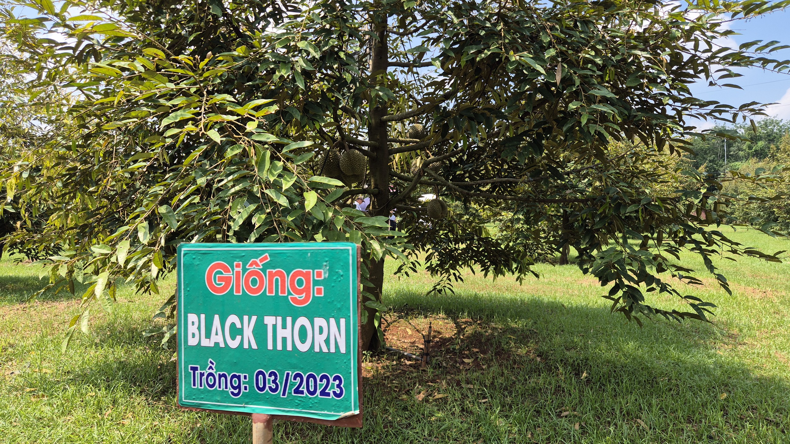 Cận cảnh vườn sầu riêng Black Thorn siêu đắt ở TP HCM năm 2026 - Ảnh 6. Cận cảnh vườn sầu riêng Black Thorn siêu đắt ở TP HCM năm 2026 - Ảnh 6.