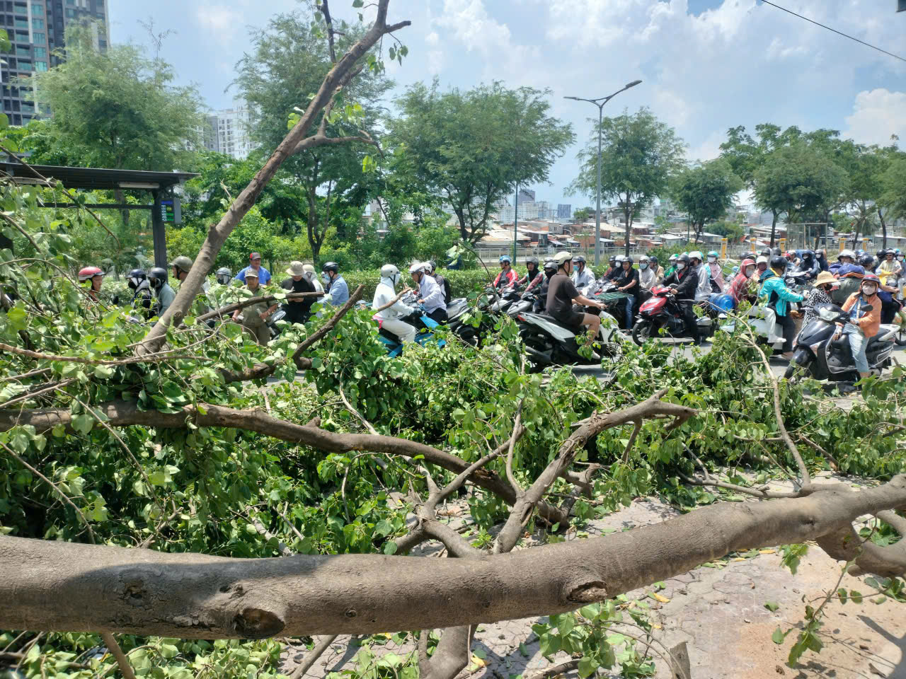 Cây bồ đề hơn 30 năm bật gốc đè xe tải ở TPHCM gây ùn tắc giao thông - Ảnh 5. Cây bồ đề hơn 30 năm bật gốc đè xe tải ở TPHCM gây ùn tắc giao thông - Ảnh 5.