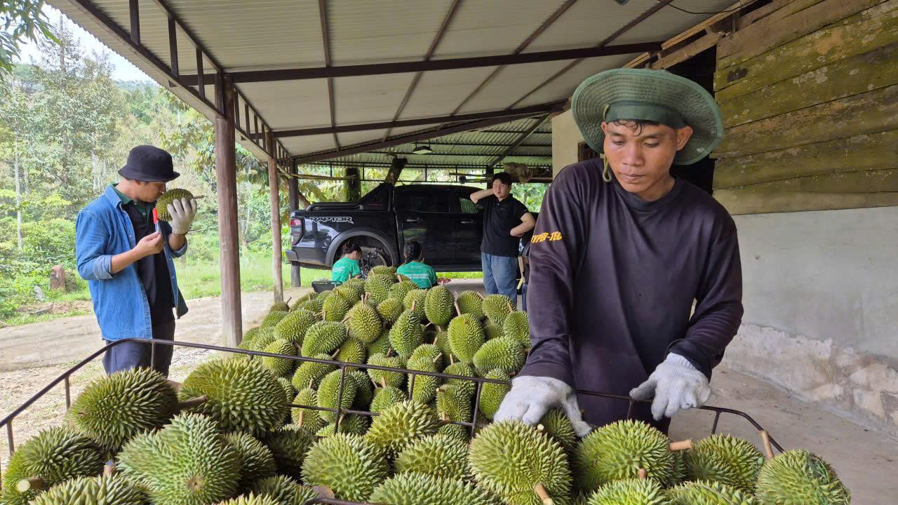 Ngành sầu riêng Việt Nam cần chuyên nghiệp hơn để phát triển bền vững năm 2026 - Ảnh 2. Ngành sầu riêng Việt Nam cần chuyên nghiệp hơn để phát triển bền vững năm 2026 - Ảnh 2.