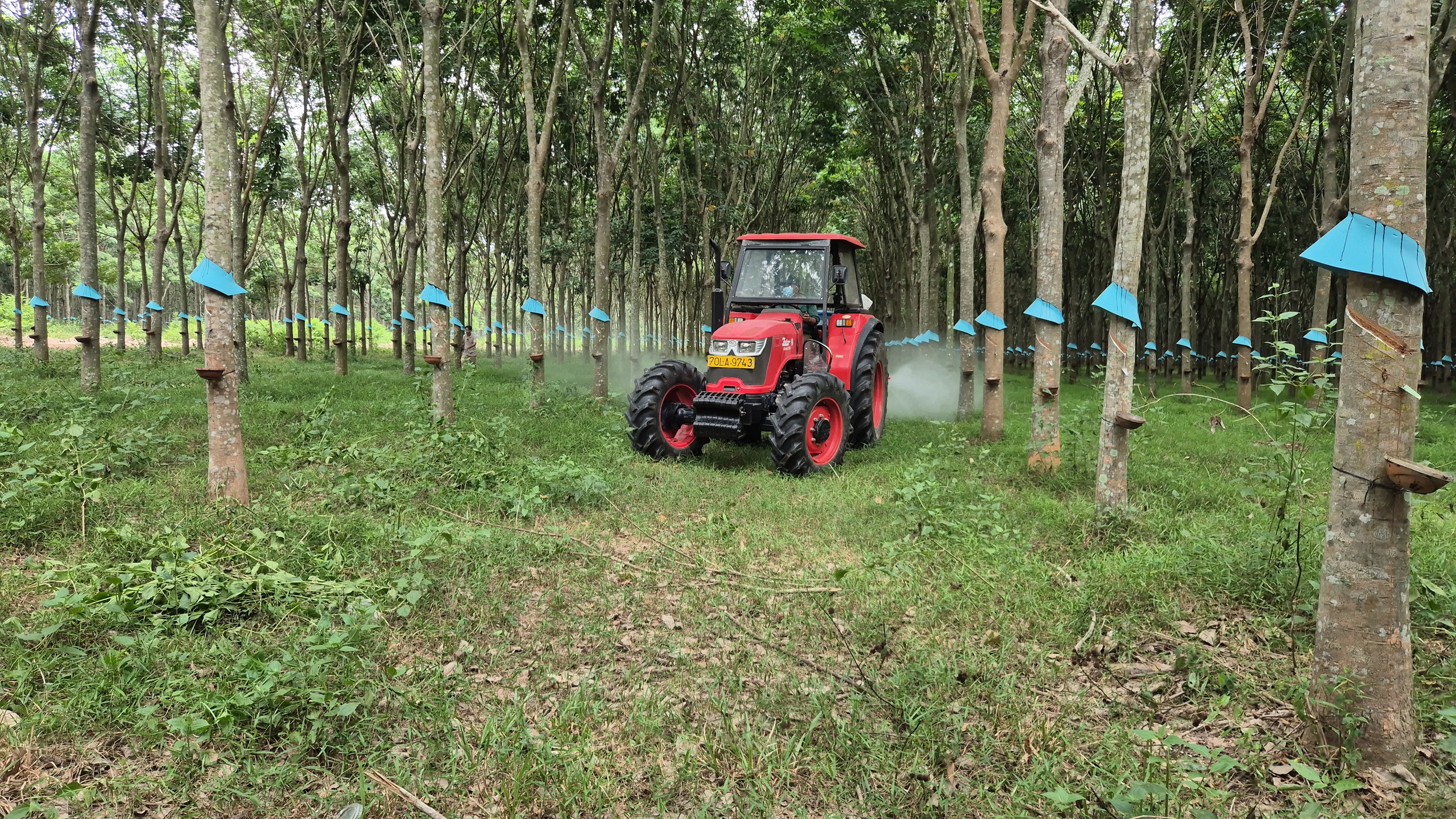 Dự báo giá cao su năm 2030 có thể đạt 3 . 300 USD / tấn Theo VRG - Ảnh 3.