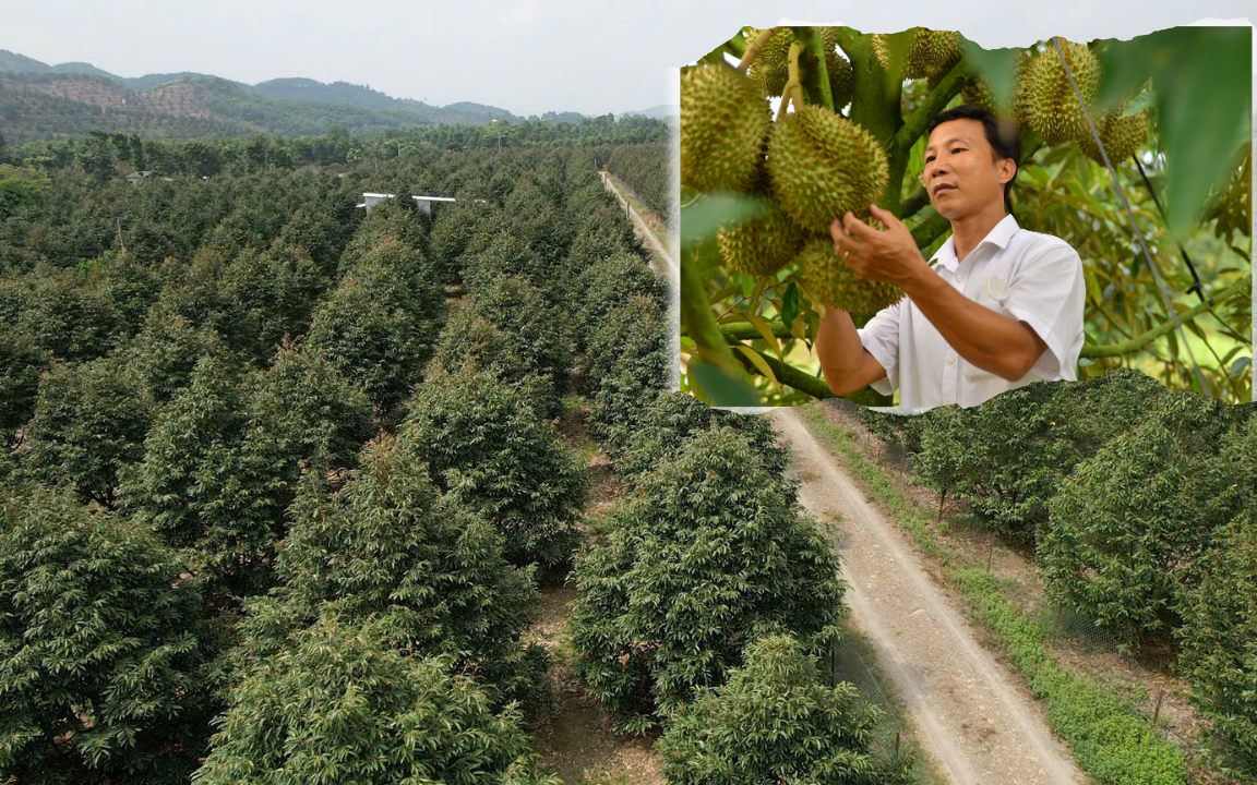 Ng&agrave;nh sầu ri&ecirc;ng Việt Nam cần chuy&ecirc;n nghiệp hơn để ph&aacute;t triển bền vững năm 2026 - Ảnh 1.