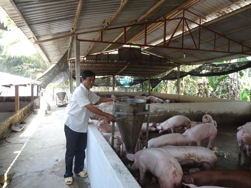 Người nu&ocirc;i heo l&atilde;i lớn - Ảnh 1.