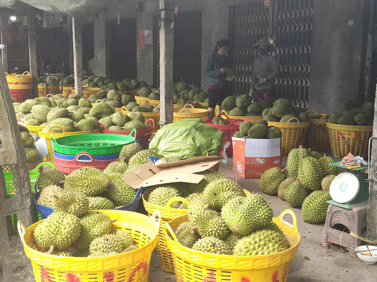 Khánh thành công trình trái sầu riêng Ngũ Hiệp: Biểu tượng nông sản Đồng Tháp 2026 - Ảnh 4. Khánh thành công trình trái sầu riêng Ngũ Hiệp: Biểu tượng nông sản Đồng Tháp 2026 - Ảnh 4.