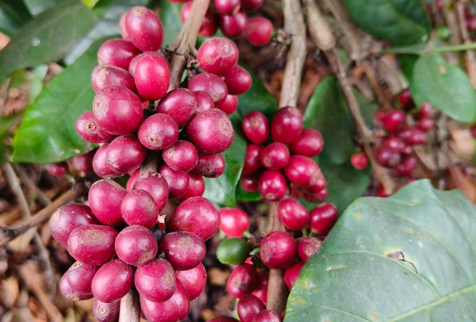 Giá cà phê hôm nay 9 - 6: Robusta phục hồi , Arabica tiếp tục giảm sâu - Ảnh 2. Giá cà phê hôm nay 9 - 6: Robusta phục hồi , Arabica tiếp tục giảm sâu - Ảnh 2.
