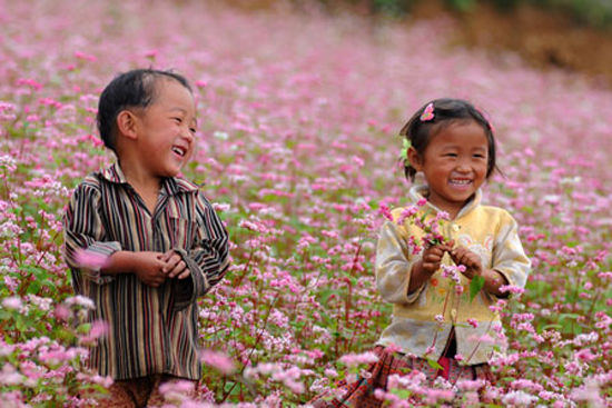 Ngọt ngào cánh đồng hoa tam giác mạch
