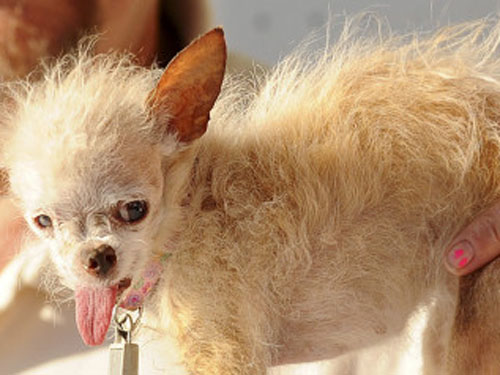 Bạn có thể tin rằng chú chó xấu nhất thế giới lại đáng yêu đến thế! Hãy xem hình ảnh để khám phá vẻ ngoài đầy thú vị của chú chó này!