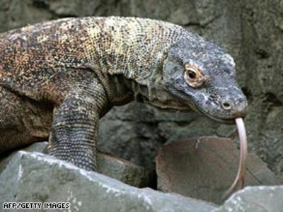 Rồng Komodo: Hãy khám phá về loài rồng huyền thoại có kích thước khổng lồ - Rồng Komodo với vẻ đẹp hoang dại đến khó tin. Xem những hình ảnh và thông tin thú vị về chúng để tái hiện lại sức mạnh cũng như vẻ đẹp của loài rồng này.