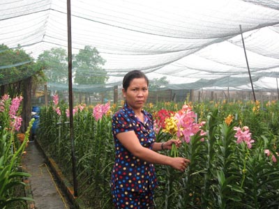 Tin tức  Hội nông dân TpHồ Chí Minh
