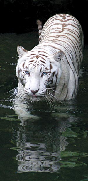 Chẳng thua linh vật hổ ở TPHCM con hổ này cũng oai vệ được dân mạng mê tít