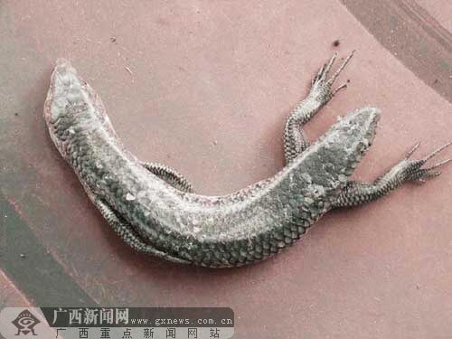 Con Gì 2 Đầu 4 Chân? Khám Phá Những Bí Ẩn Thú Vị