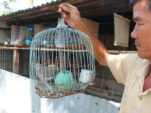 🔴 Cách chọn chim mồi và bí quyết nhân giống cu gáy mồi trần malaysia thành  công - YouTube