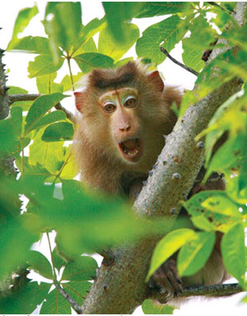Cuộc giết cả gia đình nhà khỉ: Đây là những hình ảnh rất đặc biệt và hiếm thấy, đưa bạn trở lại thời điểm những chú khỉ vẫn sống hoang dã. Hãy cùng xem những bức ảnh này để hiểu những gì đã xảy ra với gia đình nhà khỉ.