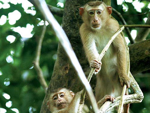 Giết gia đình khỉ: Sự tàn bạo và độc ác của con người đôi khi khiến ta thấy tuyệt vọng. Nhưng hãy để những bức ảnh về nạn giết gia đình khỉ khiếp sợ này khiến ta nhận ra tầm quan trọng của bảo vệ và yêu quý các loài sinh vật trên hành tinh nhỏ bé này.